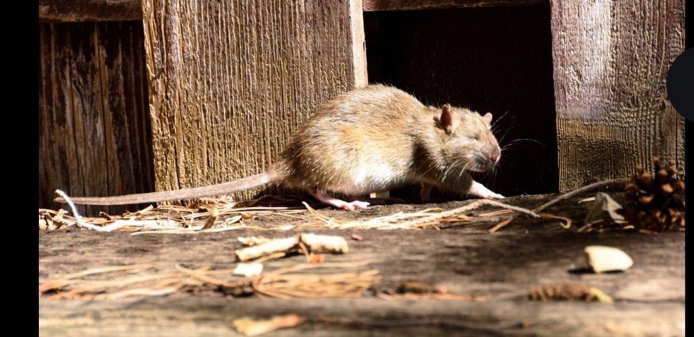 Rat emerging from wall hole