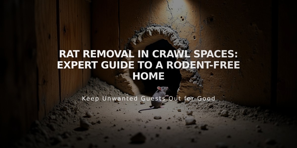 Rat Removal in Crawl Spaces: Expert Guide to a Rodent-Free Home