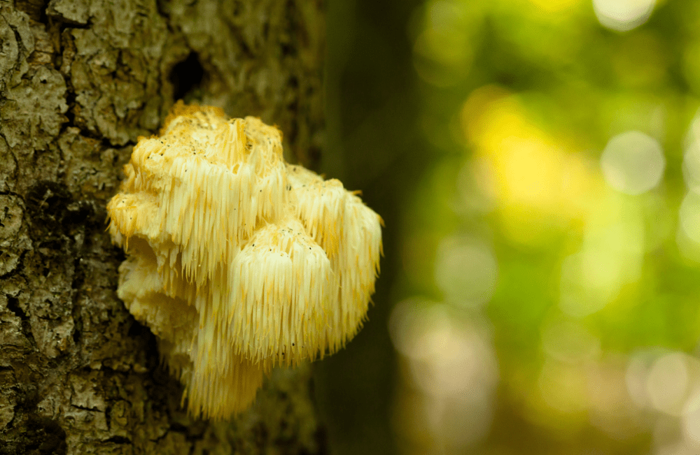 Yellow fungus growing on tree trunk