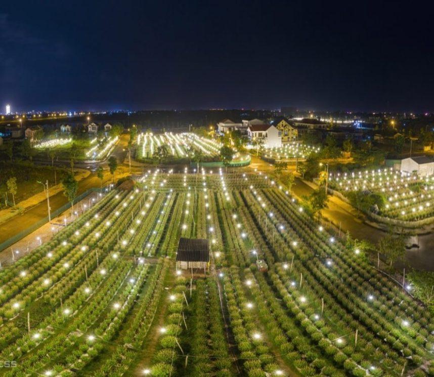 Dragon fruit garden lit at night