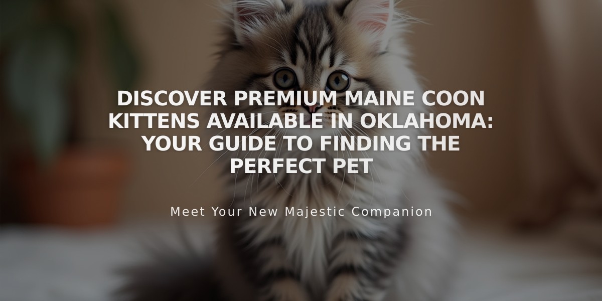 Discover Premium Maine Coon Kittens Available in Oklahoma: Your Guide to Finding the Perfect Pet