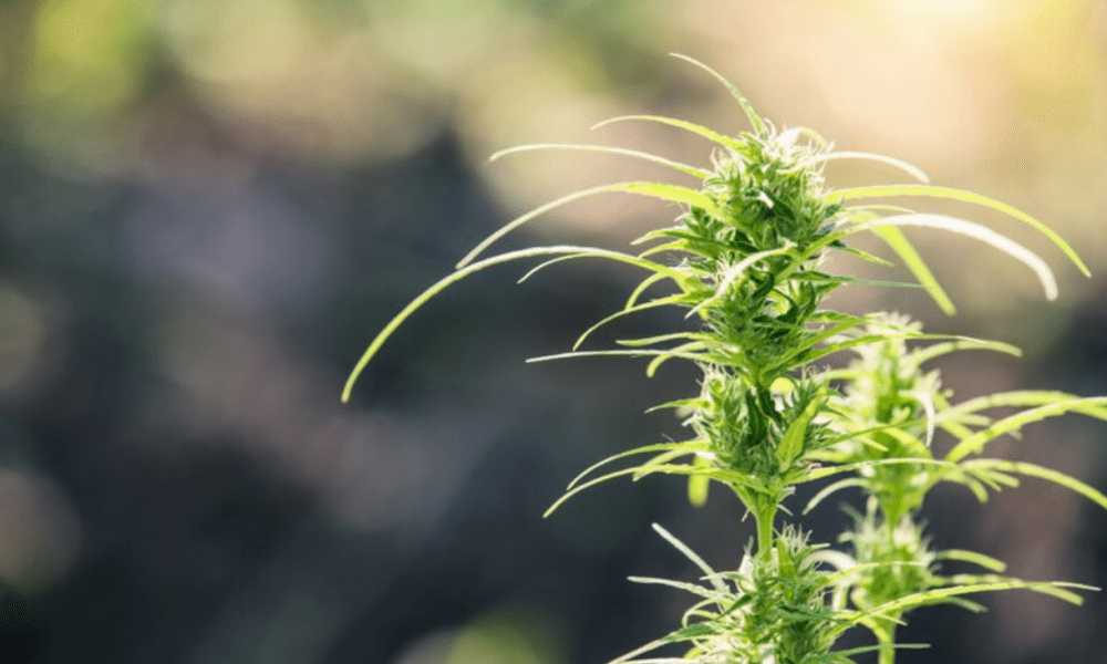 Green plant in detailed view