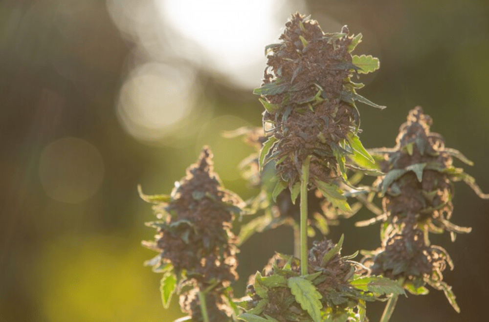 Close-up of cannabis buds outdoors