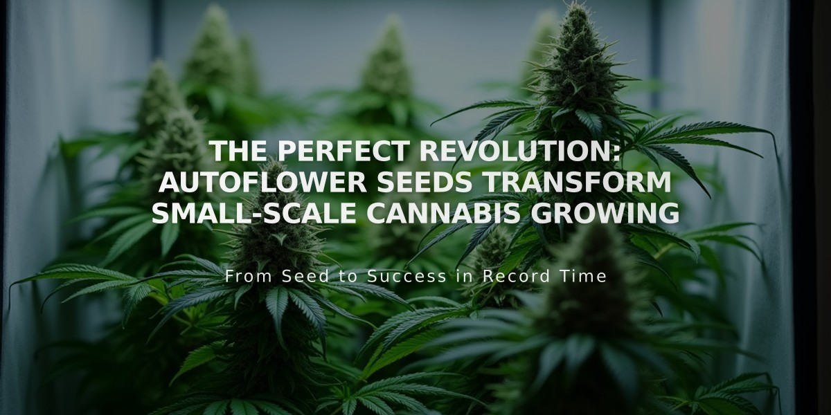 The Perfect Revolution: Autoflower Seeds Transform Small-Scale Cannabis Growing