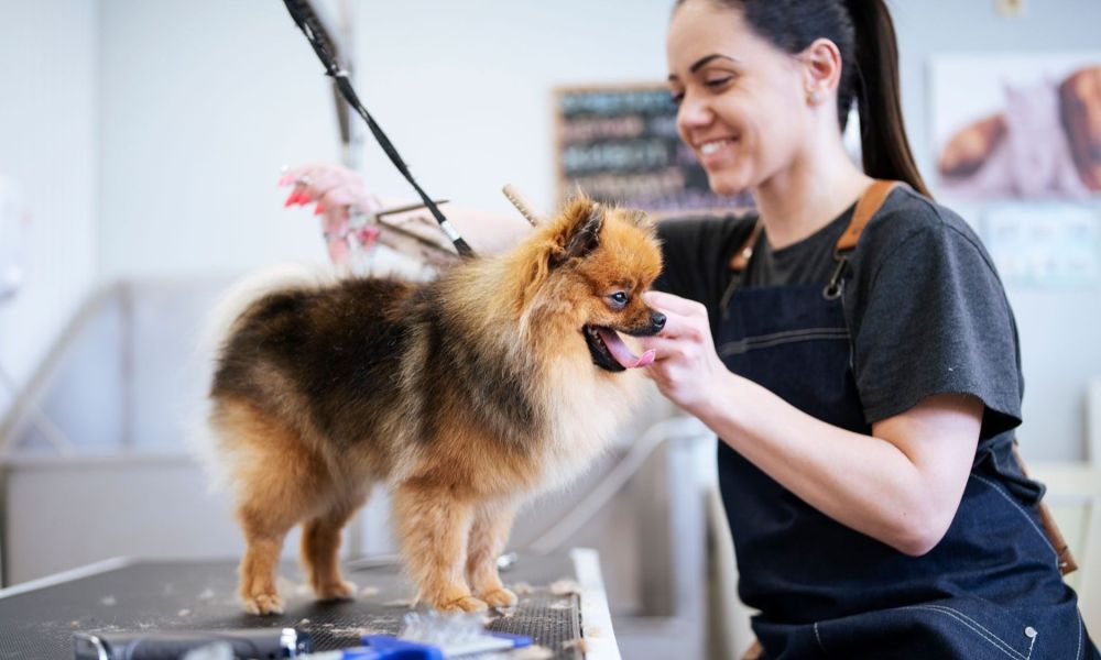 Groomer styling Pomeranian dog