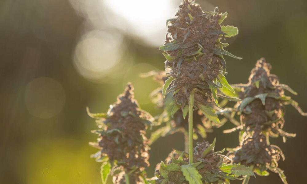 Close-up of cannabis leaf, blurred background