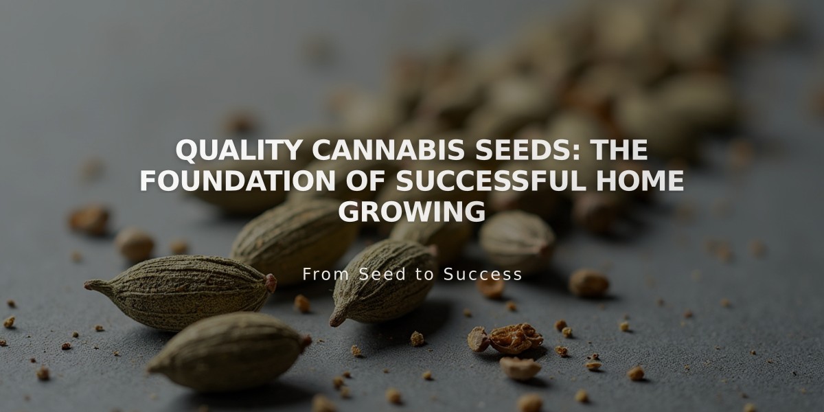 Quality Cannabis Seeds: The Foundation of Successful Home Growing