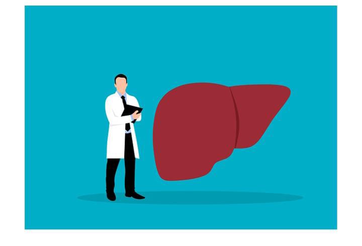 Doctor examining liver illustration