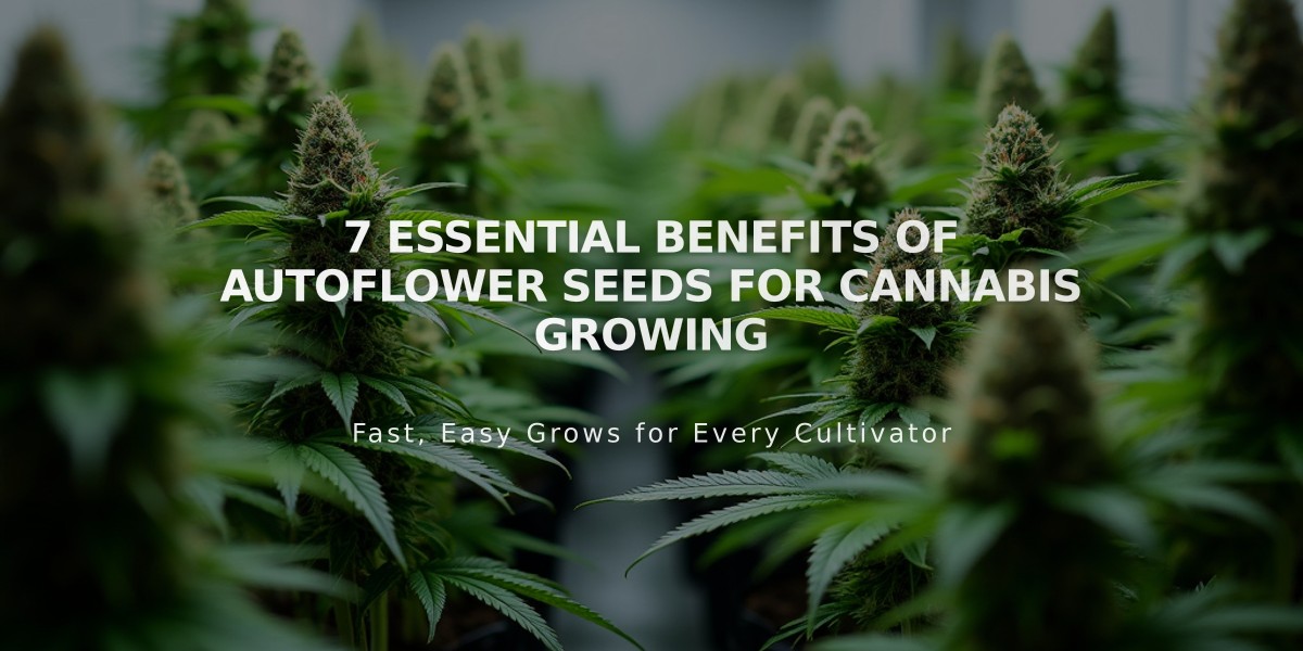 7 Essential Benefits of Autoflower Seeds for Cannabis Growing